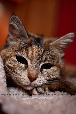 Ginger