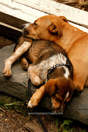 Woodstock Pups