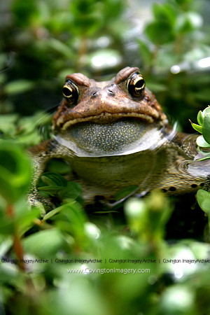 Froggy