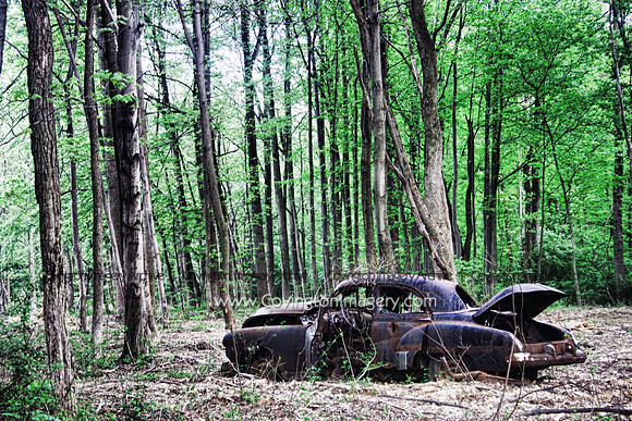Tony's Woods