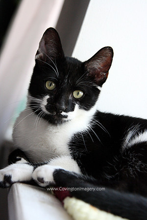 Herman