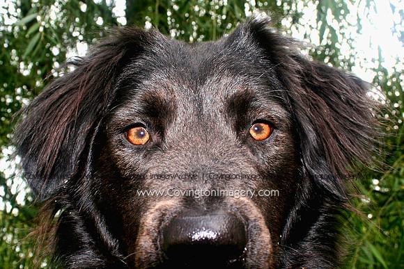 Bogart
